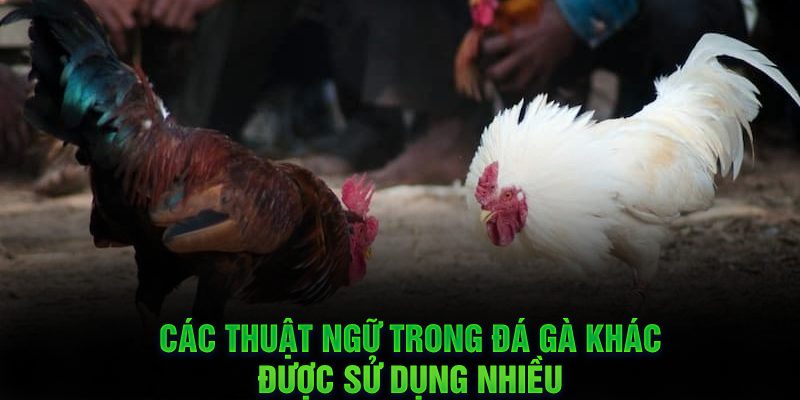 Các thuật ngữ trong đá gà khác được sử dụng nhiều 