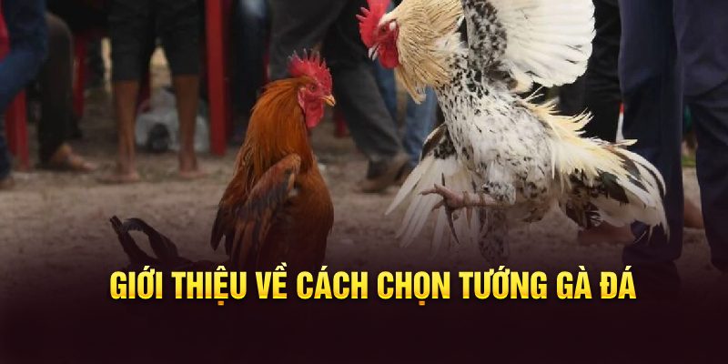 Cách Chọn Tướng Gà Đá Chuẩn Nhất Dành Cho Dân Sành Gà Chọi