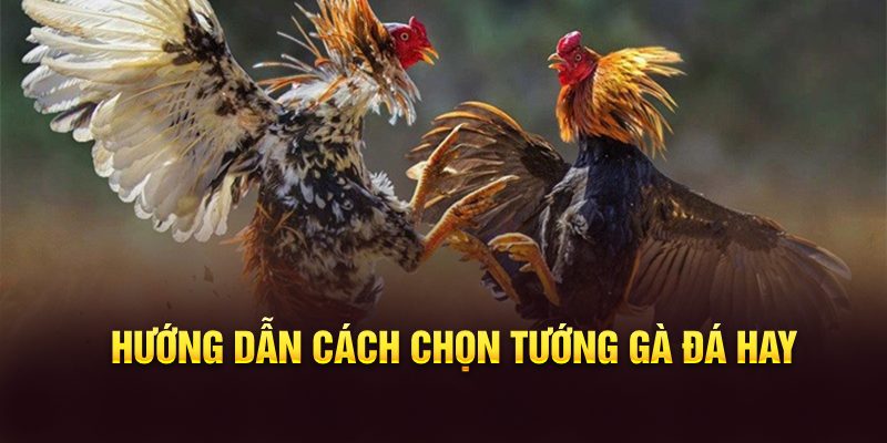 Giới thiệu về cách chọn tướng gà đá